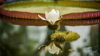 botankaviktorie2
