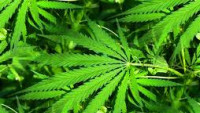 marihuana