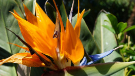 strelicie-strelitzia-nicolai-semena-3-ks