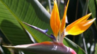 strelicie-natalska-strelitzia-nicolai-prodej-semen-2-ks