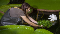BZbotanka1irma