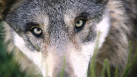 vlk-wolf-1284276 960 720