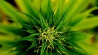 marijuanaDetailZelena