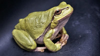 žábaModelka