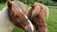 ponyILustr