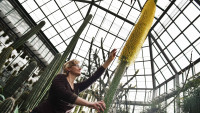 botankakvet4top