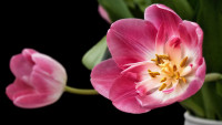 tulip-193354 1280