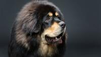 tibetska-doga-do-khyi 16350068576472