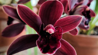 orchidejFBBZa