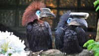 Zoborožec%20hrubozobý,%20pár foto%20Zoo%20Zlín%20menší