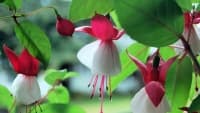 fuchsia-352028 960 720