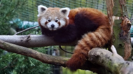 panda-cervena-zoo-liberec-10204
