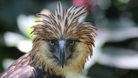 orel-opici foto-Philippine-Eagle-foundation