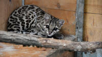 margay