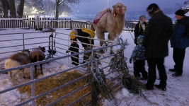 vikýřAdvent2velbloud