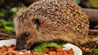 ježekJí