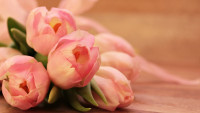 tulips-2068692 1280