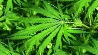marihuana