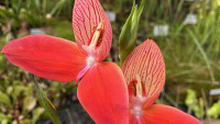 masožravkačervenáFBbotanická