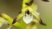 koralice-trojklanna-corallorhiza-trifida-246