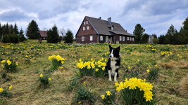 JizerkaLKpes