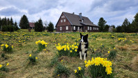 JizerkaLKpes