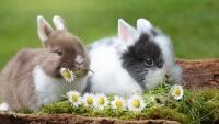 velikonoceKrálíci