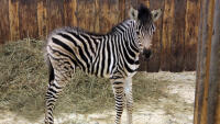 zebraMladaSama