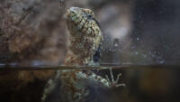ZOO krokodylovec2