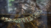 ZOO krokodylovec3