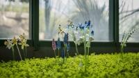 botankasklo 3