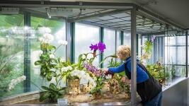 Orchidejebotanickaliberec 2