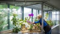 Orchidejebotanickaliberec 2