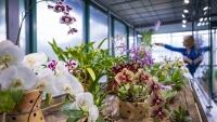 orchidejebotanickaliberec6