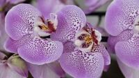 orchidej