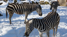 ZOOzimaMadZebryDetail