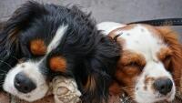 pesNew