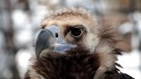 sup hnedy tit-1