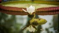 botankaviktorie2