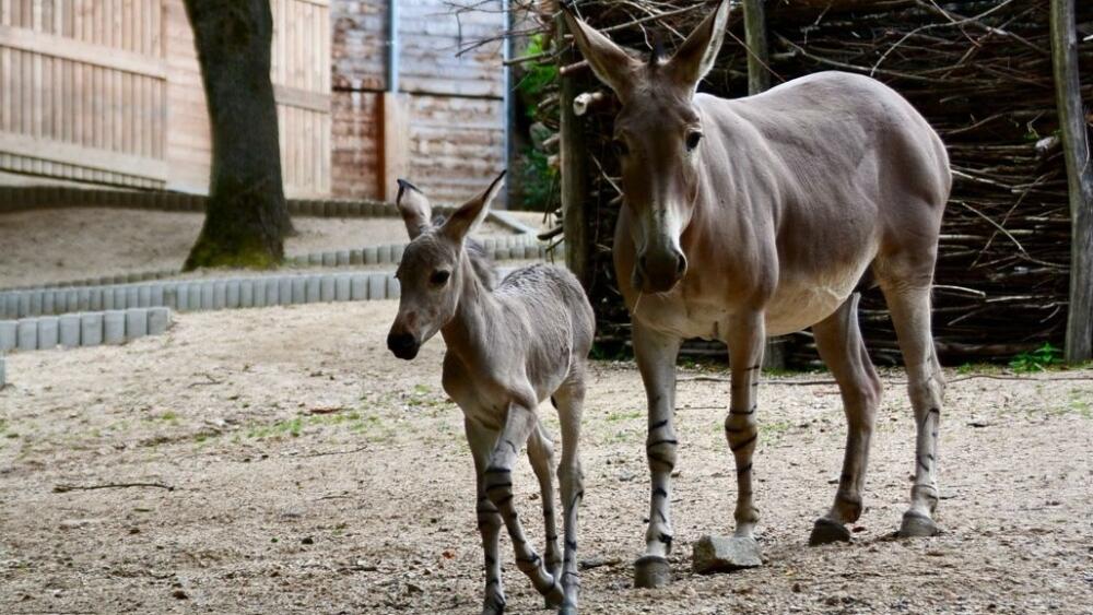 Po pěti letech se v Zoo Liberec narodilo mládě kriticky ohroženého osla somálského