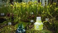 BOTANKASKLO 6