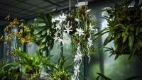 BOTANKASKLO 7