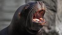 birgl-seal-7082535 1280