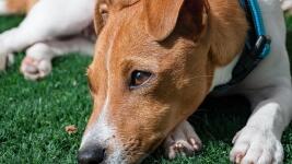 jack-russell-terrier-7114378 1280